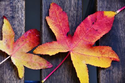 Close-up of maple leaves on wood