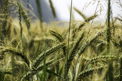 Close-up of wheat growing on field