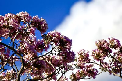 Low angle view of blooming tree against sky