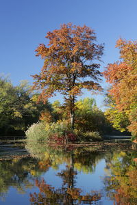 Reflection of trees in water