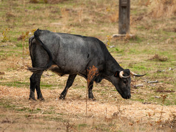 Horse standing in a field