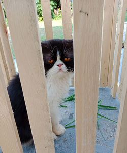 Portrait of cat sitting on wood