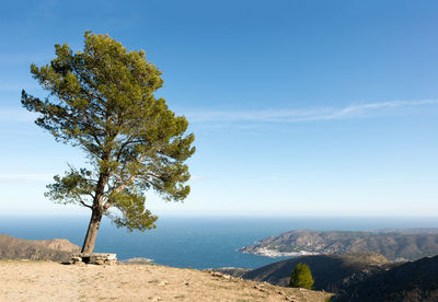 Tree on landscape against blue sky