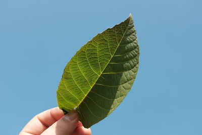 Cropped hand holding leaf against clear blue sky