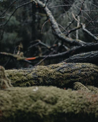 Close-up of moss on rock