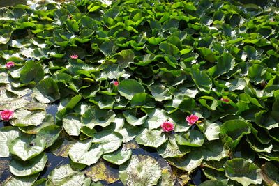 High angle view of water lilies and lily pads in pond