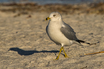 Close-up of seagull perching on sand