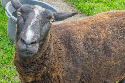 Close-up portrait of a horse on field