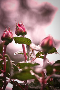 Close-up of pink flowering plant