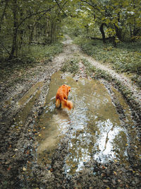 High angle view of monkey in a forest