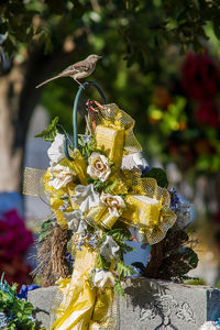 Close-up of white flower on plant