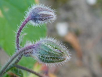 Close-up of green plant