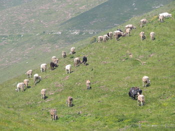 Flock of sheep grazing in a field