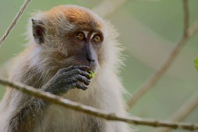 Close-up of monkey