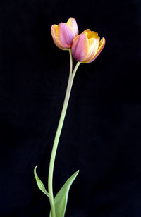 Close-up of flower over black background