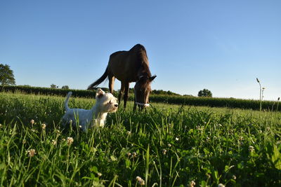 White dog on field