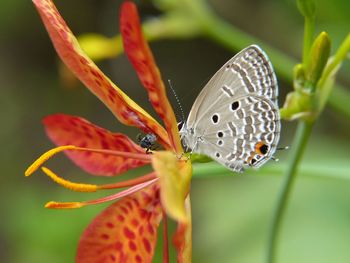 A plains cupid butterfly and a stingless bee on leopard lily flower