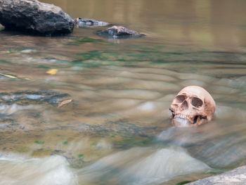 View of turtle swimming in lake