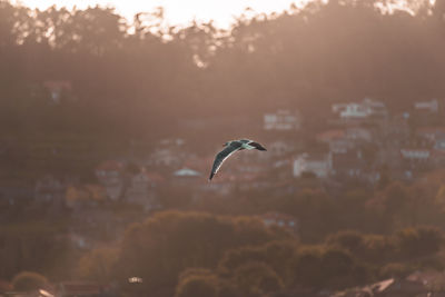 Bird flying in sky