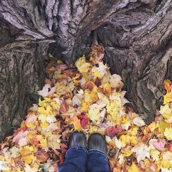 Low section of person standing in autumn leaves