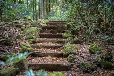 Staircase amidst trees in forest