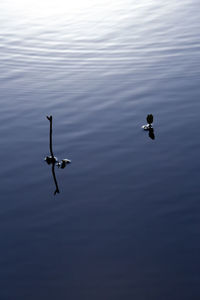 High angle view of bird flying over lake