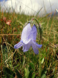 Close-up of purple flower
