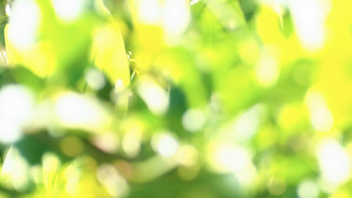 Close-up of water drops on plant