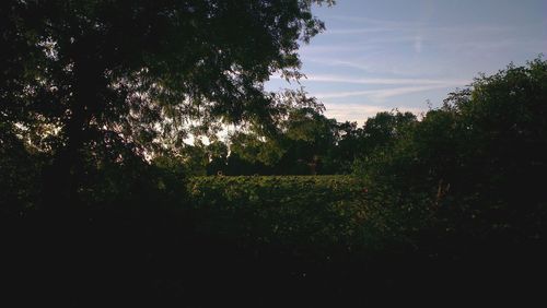 Silhouette trees against sky during sunset