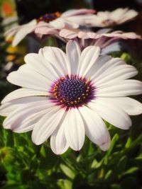 Close-up of daisy blooming outdoors