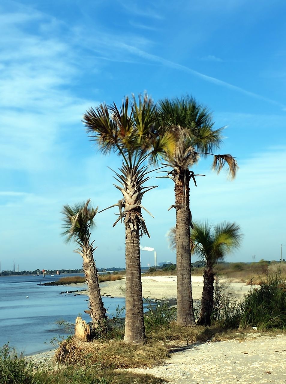 tree, tranquility, tranquil scene, tree trunk, sky, scenics, water, nature, beauty in nature, growth, palm tree, grass, sea, beach, blue, landscape, branch, field, shore, idyllic