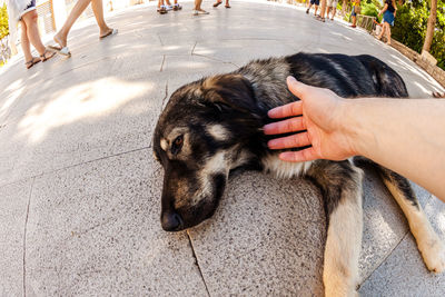 Fish-eye lens shot of cropped hand stroking dog on footpath in city