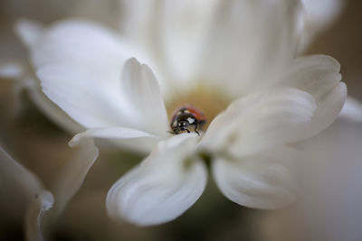 Close-up of ladybug on white flower