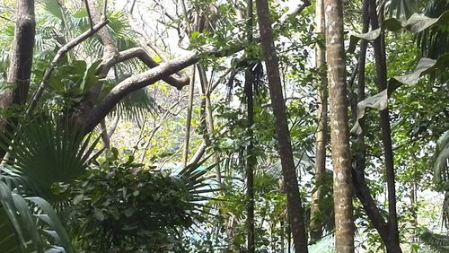 Low angle view of trees against sky