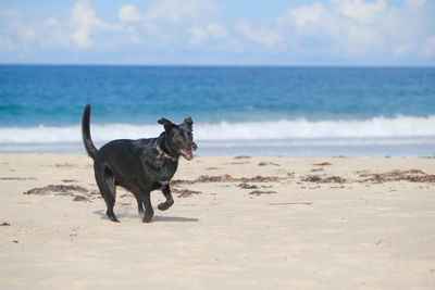 Dog on beach