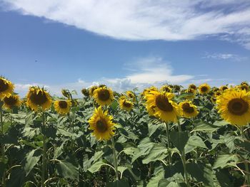 Close-up of sunflowers in field against sky