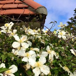 White flowers blooming on plant