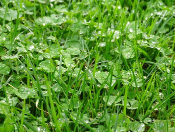 Full frame shot of wet plants in rainy season