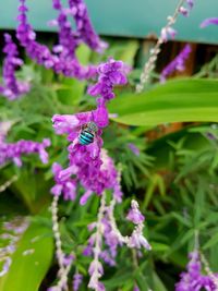 Close-up of insect pollinating on purple flower