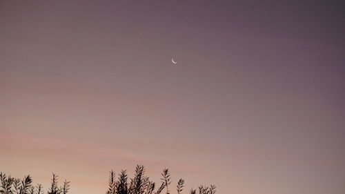 Low angle view of moon in sky at night