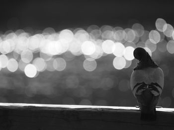 Close-up of pigeon on wall against defocused lights at night