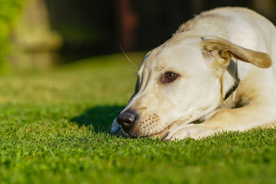 Close-up of a dog looking away