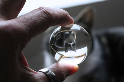 Reflection of cat in crystal ball held by person