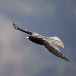 Low angle view of eagle flying in sky