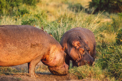 Two hippopotamus on a field