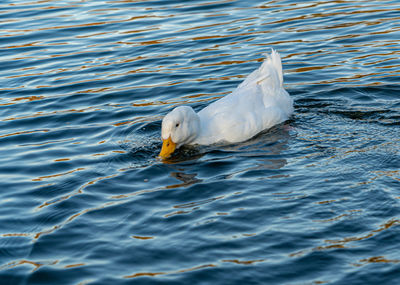 Seagull swimming in lake