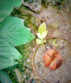 Close-up of crab on plant