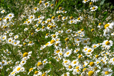 Close-up of white flowering plants on field
