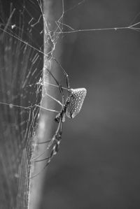 Spider on web