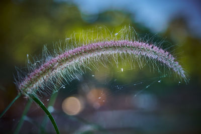 Close-up of spider web on plant